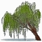 saule